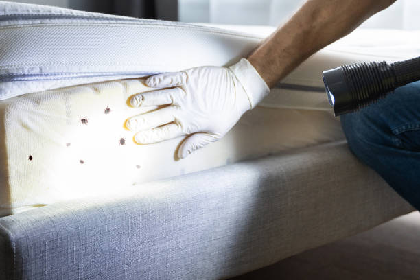 Best Pest Removal Services  in Northbrook, OH