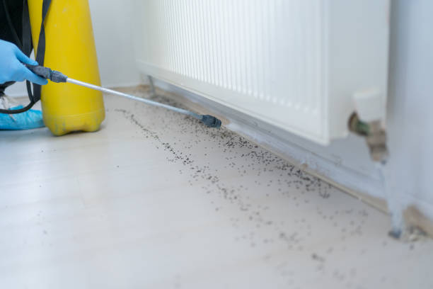 Best Flea Control Services  in Northbrook, OH